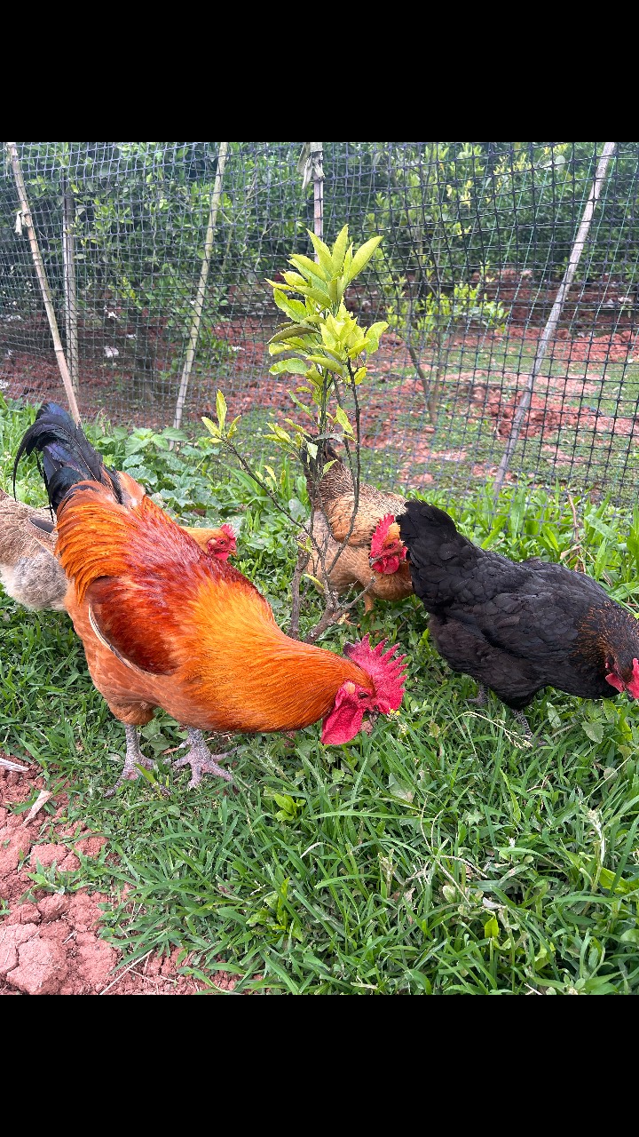 雄鸡对决,赛场火爆场面令人叹为观止 雄鸡对决,赛场火爆场面令人叹为观止